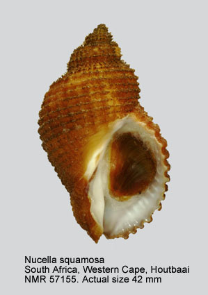 Nucella  squamosa.jpg - Nucella  squamosa(Lamarck,1816)